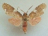  (Trichromia tremula - KLM Lep 05696)  @14 [ ] CreativeCommons  Attribution Non-Commercial Share-Alike (2015) Christian Wieser Landesmuseum Kärnten