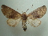  ( - KLM Lep 05726)  @14 [ ] CreativeCommons  Attribution Non-Commercial Share-Alike (2016) Christian Wieser Landesmuseum Kärnten