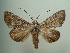  ( - KLM Lep 05773)  @14 [ ] CreativeCommons  Attribution Non-Commercial Share-Alike (2016) Christian Wieser Landesmuseum Kärnten