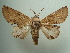  ( - KLM Lep 05781)  @14 [ ] CreativeCommons  Attribution Non-Commercial Share-Alike (2016) Christian Wieser Landesmuseum Kärnten