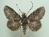  ( - KLM Lep 05793)  @13 [ ] CreativeCommons  Attribution Non-Commercial Share-Alike (2016) Christian Wieser Landesmuseum Kärnten