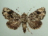  ( - KLM Lep 05796)  @14 [ ] CreativeCommons  Attribution Non-Commercial Share-Alike (2016) Christian Wieser Landesmuseum Kärnten