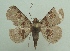  (Antiblemma indigna - KLM Lep 05864)  @13 [ ] CreativeCommons  Attribution Non-Commercial Share-Alike (2016) Christian Wieser Landesmuseum Kärnten