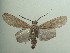  (Glaucostola holophaea - KLM Lep 05892)  @14 [ ] CreativeCommons  Attribution Non-Commercial Share-Alike (2016) Christian Wieser Landesmuseum Kärnten