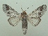  (Sericochroa paratenuis - KLM Lep 06484)  @14 [ ] CreativeCommons  Attribution Non-Commercial Share-Alike (2017) Christian Wieser Landesmuseum Kärnten