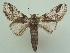  ( - KLM Lep 06486)  @12 [ ] CreativeCommons  Attribution Non-Commercial Share-Alike (2017) Christian Wieser Landesmuseum Kärnten