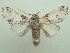  ( - KLM Lep 06489)  @14 [ ] CreativeCommons  Attribution Non-Commercial Share-Alike (2017) Christian Wieser Landesmuseum Kärnten
