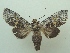  ( - KLM Lep 06490)  @11 [ ] CreativeCommons  Attribution Non-Commercial Share-Alike (2017) Christian Wieser Landesmuseum Kärnten