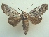  ( - KLM Lep 06494)  @13 [ ] CreativeCommons  Attribution Non-Commercial Share-Alike (2017) Christian Wieser Landesmuseum Kärnten