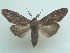  ( - KLM Lep 06517)  @13 [ ] CreativeCommons  Attribution Non-Commercial Share-Alike (2017) Christian Wieser Landesmuseum Kärnten
