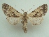  (Hemiceras modesta - KLM Lep 06552)  @15 [ ] CreativeCommons  Attribution Non-Commercial Share-Alike (2017) Christian Wieser Landesmuseum Kärnten