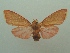  ( - KLM Lep 06599)  @11 [ ] CreativeCommons  Attribution Non-Commercial Share-Alike (2017) Christian Wieser Landesmuseum Kärnten