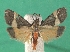  (Cisthene pygmaea - KLM Lep 06695)  @13 [ ] CreativeCommons  Attribution Non-Commercial Share-Alike (2017) Christian Wieser Landesmuseum Kärnten