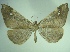  ( - KLM Lep 06725)  @13 [ ] CreativeCommons  Attribution Non-Commercial Share-Alike (2017) Christian Wieser Landesmuseum Kärnten