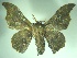  ( - KLM Lep 06745)  @11 [ ] CreativeCommons  Attribution Non-Commercial Share-Alike (2017) Christian Wieser Landesmuseum Kärnten