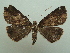  ( - KLM Lep 06753)  @11 [ ] CreativeCommons  Attribution Non-Commercial Share-Alike (2017) Christian Wieser Landesmuseum Kärnten