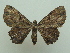 ( - KLM Lep 06755)  @11 [ ] CreativeCommons  Attribution Non-Commercial Share-Alike (2017) Christian Wieser Landesmuseum Kärnten