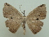  ( - KLM Lep 06760)  @11 [ ] CreativeCommons  Attribution Non-Commercial Share-Alike (2017) Christian Wieser Landesmuseum Kärnten