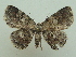  ( - KLM Lep 06762)  @11 [ ] CreativeCommons  Attribution Non-Commercial Share-Alike (2017) Christian Wieser Landesmuseum Kärnten