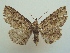  ( - KLM Lep 06780)  @11 [ ] CreativeCommons  Attribution Non-Commercial Share-Alike (2017) Christian Wieser Landesmuseum Kärnten