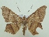  ( - KLM Lep 06804)  @11 [ ] CreativeCommons  Attribution Non-Commercial Share-Alike (2017) Christian Wieser Landesmuseum Kärnten