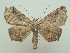  ( - KLM Lep 06822)  @11 [ ] CreativeCommons  Attribution Non-Commercial Share-Alike (2017) Christian Wieser Landesmuseum Kärnten
