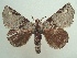  (Olceclostera sp - KLM Lep 06866)  @15 [ ] CreativeCommons  Attribution Non-Commercial Share-Alike (2017) Christian Wieser Landesmuseum Kärnten