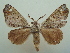  (Pantelodes - KLM Lep 06868)  @15 [ ] CreativeCommons  Attribution Non-Commercial Share-Alike (2017) Christian Wieser Landesmuseum Kärnten