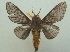  (Thoscora pellucida - KLM Lep 06889)  @13 [ ] CreativeCommons  Attribution Non-Commercial Share-Alike (2017) Christian Wieser Landesmuseum Kärnten