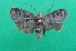  ( - KLM Lep 07219)  @11 [ ] CreativeCommons  Attribution Non-Commercial Share-Alike (2017) Christian Wieser Landesmuseum Kärnten