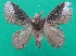  ( - KLM Lep 07309)  @11 [ ] CreativeCommons  Attribution Non-Commercial Share-Alike (2017) Christian Wieser Landesmuseum Kärnten