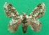  ( - KLM Lep 07312)  @11 [ ] CreativeCommons  Attribution Non-Commercial Share-Alike (2017) Christian Wieser Landesmuseum Kärnten