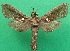  ( - KLM Lep 07390)  @11 [ ] CreativeCommons  Attribution Non-Commercial Share-Alike (2017) Christian Wieser Landesmuseum Kärnten