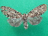  ( - KLM Lep 07392)  @12 [ ] CreativeCommons  Attribution Non-Commercial Share-Alike (2017) Christian Wieser Landesmuseum Kärnten
