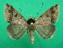  (Baniana delinquens - KLM Lep 08230)  @13 [ ] CreativeCommons  Attribution Non-Commercial Share-Alike (2017) Christian Wieser Landesmuseum Kärnten