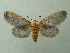  ( - KLM Lep 08245)  @11 [ ] CreativeCommons  Attribution Non-Commercial Share-Alike (2017) Christian Wieser Landesmuseum Kärnten