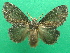  (Euglyphis roseonigra - KLM Lep 08273)  @11 [ ] CreativeCommons  Attribution Non-Commercial Share-Alike (2017) Christian Wieser Landesmuseum Kärnten