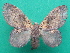  ( - KLM Lep 08276)  @13 [ ] CreativeCommons  Attribution Non-Commercial Share-Alike (2017) Christian Wieser Landesmuseum Kärnten