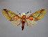  (Symphlebia ipsea - BEVI 2154)  @14 [ ] By-SA Creative Common (2020) Benoît Vincent Unspecified