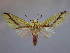  (Symphlebia citraria - BEVI2172)  @11 [ ] No Rights Reserved (2020) Benoit VINCENT Unspecified