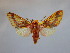  (Symphlebia tolimensis - BEVI2176)  @11 [ ] No Rights Reserved (2020) Benoit VINCENT Unspecified