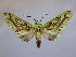  (Symphlebia underwoodi - BEVI2181)  @11 [ ] No Rights Reserved (2020) Benoit VINCENT Unspecified