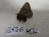  ( - IAvH-E-186715)  @11 [ ] Copyright (2019) Rodolphe Rougerie Museum national d'Histoire naturelle