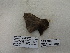  ( - IAvH-E-186752)  @11 [ ] Copyright (2019) Rodolphe Rougerie Museum national d'Histoire naturelle