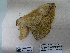  ( - IAvH-E-190223)  @11 [ ] Copyright (2019) Rodolphe Rougerie Museum national d'Histoire naturelle