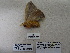  ( - IAvH-E-190254)  @11 [ ] Copyright (2019) Rodolphe Rougerie Museum national d'Histoire naturelle