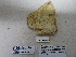  ( - IAvH-E-190217)  @11 [ ] Copyright (2019) Rodolphe Rougerie Museum national d'Histoire naturelle