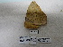  ( - IAvH-E-186727)  @12 [ ] Copyright (2019) Rodolphe Rougerie Museum national d'Histoire naturelle