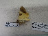  ( - IAvH-E-186874)  @11 [ ] Copyright (2019) Rodolphe Rougerie Museum national d'Histoire naturelle