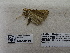  ( - IAvH-E-187077)  @11 [ ] Copyright (2019) Rodolphe Rougerie Museum national d'Histoire naturelle